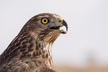 Retrato de cerca de un halcón marrón de ojos amarillos