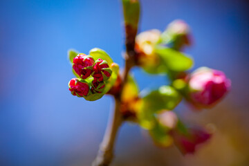 Obraz na płótnie Canvas 八重桜の蕾