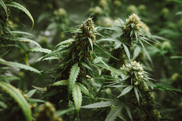 Flower bud of cannabis Satival in the greenhouse, marijuana flower bud background, herbal medicine