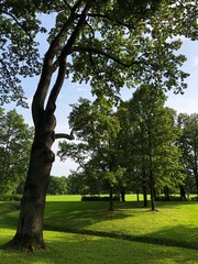 Beautiful landscape trees in a summer Park