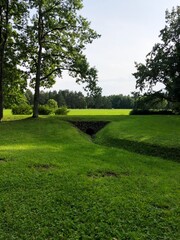 Beautiful landscape trees in a summer Park