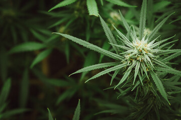 Flower bud of cannabis Satival in the greenhouse, marijuana flower bud background, herbal medicine