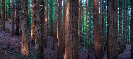 SEQUOIA - SEQUOYA (Sequoia sempervirens) Sole living species  genus Sequoia, cypress family Cupressaceae (formerly treated in Taxodiaceae). Coast redwood, coastal redwood and California redwood