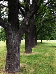 Fototapeta na wymiar Beautiful landscape trees in a summer Park