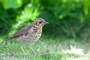 Song thrush bird walking on the green grass in the garden. Blurred green background. Selective focus.
