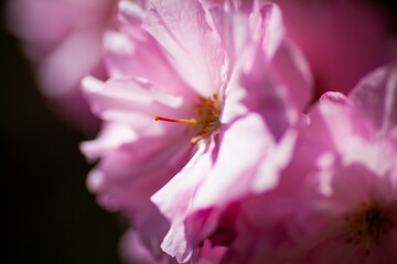 八重桜の近影