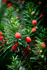 Yew berry. Conifer tree.