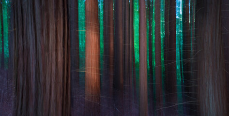 Fototapeta premium SEQUOIA - SEQUOYA (Sequoia sempervirens) Sole living species genus Sequoia, cypress family Cupressaceae (formerly treated in Taxodiaceae). Coast redwood, coastal redwood and California redwood