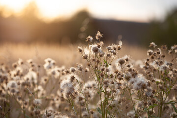 Thistle flowers with fluffy seeds on the meadow. Evening light, beautiful sunset, neutral colors. Natural trend background, website banner.