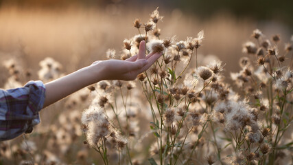 Girl touch thistle flowers with fluffy seeds on the meadow, hand close up. Evening light, beautiful sunset, neutral colors, soft focus. Natural trend background, website banner.
