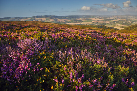 Heather in flower on moorland on Beacon Hill, in the Quantock Hills Area of Outstanding Natural Beauty, Somerset, England