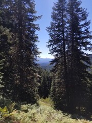 Hiking trail mountains forest peaks