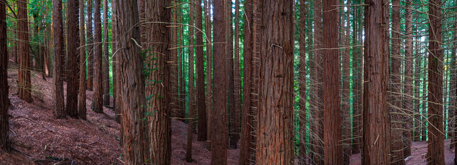 Fototapeta premium SEQUOIA - SEQUOYA (Sequoia sempervirens) Sole living species genus Sequoia, cypress family Cupressaceae (formerly treated in Taxodiaceae). Coast redwood, coastal redwood and California redwood