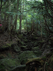 奥日光の切込湖・刈込湖～涸沼のハイキング道