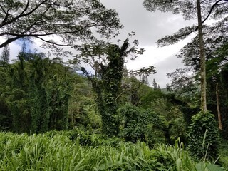 Obraz premium tropical rain forest hawaii