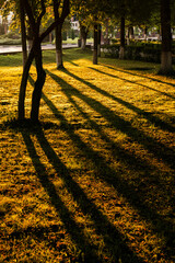 beautiful long shadows from trees on the grass in autumn