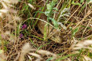 lizard Ophisaurus apodus
