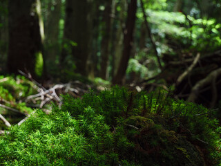 奥日光の切込湖・刈込湖～涸沼のハイキング道