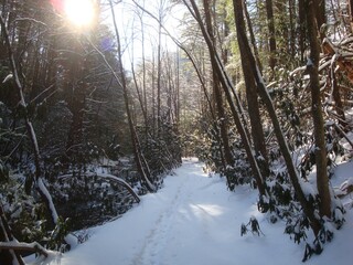 winter in the forest snow covered trail river