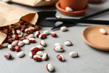 Paper bag with raw beans on grey table, closeup. Vegetable seeds