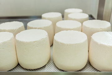 cheese heads in a cheese dairy