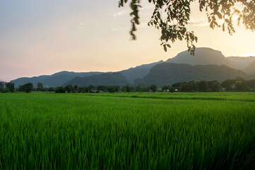 Sunset landscape There are high mountains surrounding the rice fields. The beauty of nature The rice plant is growing
