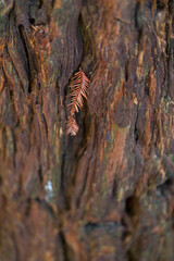 SEQUOIA - SEQUOYA (Sequoia sempervirens) Sole living species  genus Sequoia, cypress family Cupressaceae (formerly treated in Taxodiaceae). Coast redwood, coastal redwood and California redwood