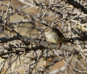 Karoo National Park South Africa: Namaqua Warbler
