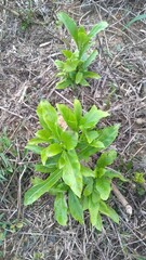 Young tree on the ground