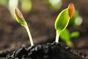 Young vegetable seedlings growing in soil outdoors