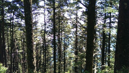 Obraz premium trees in the woods