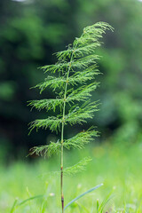 Fototapeta na wymiar Equisetum sylvaticum, the wood horsetail, a plant belonging to the family Equisetaceae. 