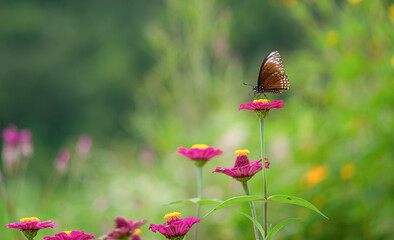 Butterflies and flowers in the garden.
