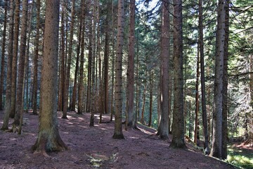 Fototapeta premium HDR photography of wild forest