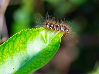 The Slugs worm sticks on green leaf in blurred background of nature.