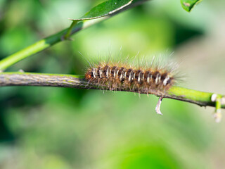 The Slugs worm sticks on green leaf in blurred background of nature.