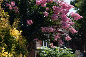 Beautiful Garden with a Pink Flowering Tree during Summer in a Home Garden in Astoria Queens New York