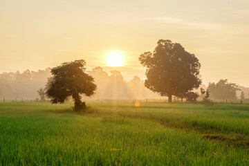 Fototapeta na wymiar green natural foggy rice field in the morning sunrise.
