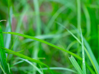 Grass close up on green  background