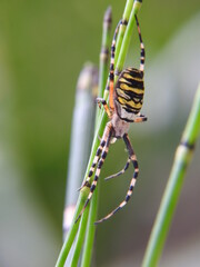 argiope frelon