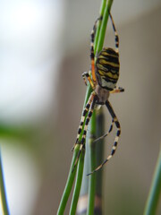 argiope frelon