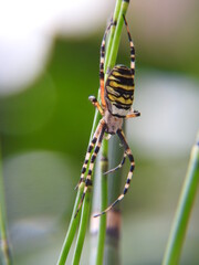 argiope frelon