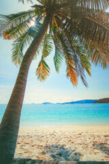 A coconut palm trees on the beach with the background of  the  blue sky and beautiful tropical beach in Koh Lipe, Thailand.
