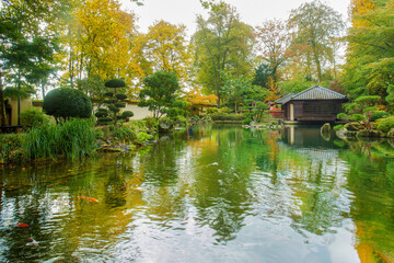 Fototapeta na wymiar Amazing scene with KOI carps in water in japanese garden in Kaiserslautern at autumn