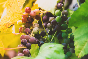 Bunches of hanging purple and green wet grapes in autumn. Vintage tone filter color style
