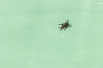 Macro shot of black fresh-fly (Sarcophagidae) with red eyes sitting on grunge and wet soft green plastic material background with copy space