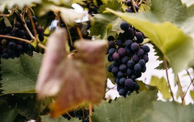 Delicious and healthy fruits, fresh autumn harvest. Ripe red grapes hang in a cluster on a green...