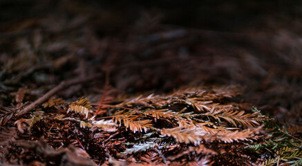 SEQUOIA - SEQUOYA (Sequoia sempervirens) Sole living species  genus Sequoia, cypress family Cupressaceae (formerly treated in Taxodiaceae). Coast redwood, coastal redwood and California redwood