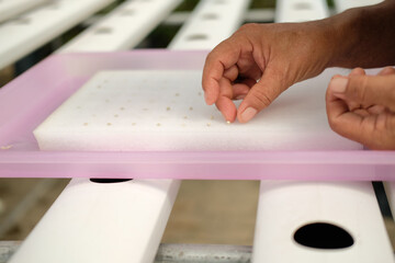 seedling of hydroponic vegetable sprout on wet sponge in plant nursery. lettuce salad growing from seed