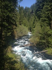 clear lake in the forest